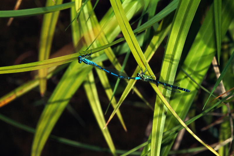 In accoppiamento - Maggio 2009 - Coenagrion puella